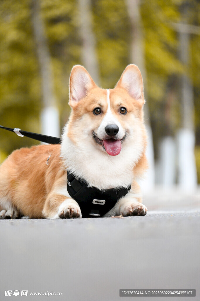可爱柯基犬户外惬意模样