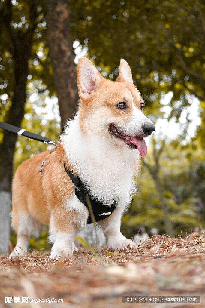 户外可爱柯基犬