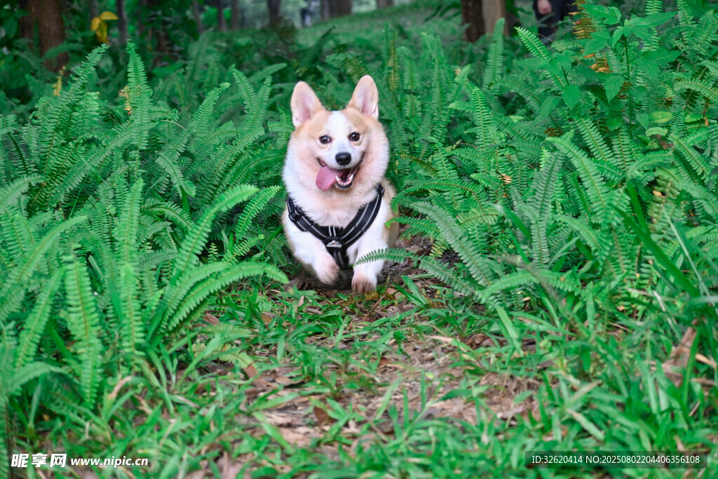 草地上的可爱柯基犬