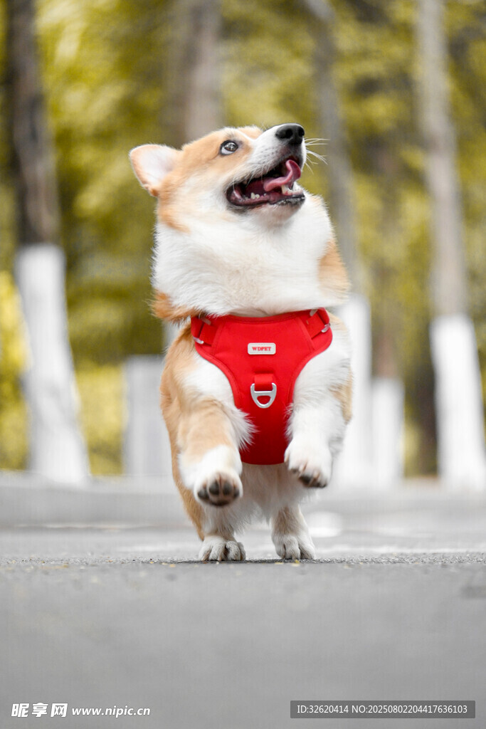欢快奔跑的红衣柯基犬