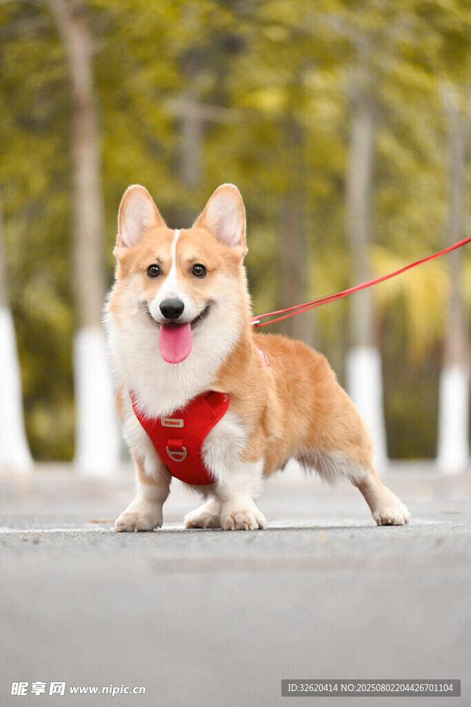 穿红背带的快乐柯基犬