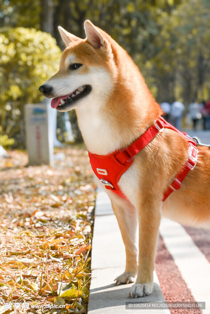 秋日里戴牵引绳的可爱柴犬