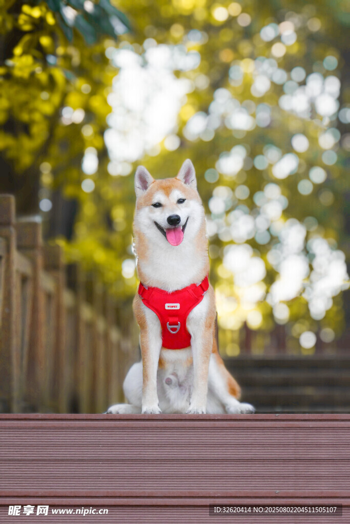 戴红围巾的可爱柴犬