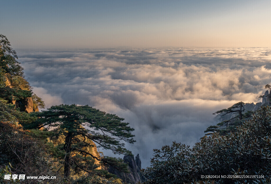 黄山云海中的奇松景观