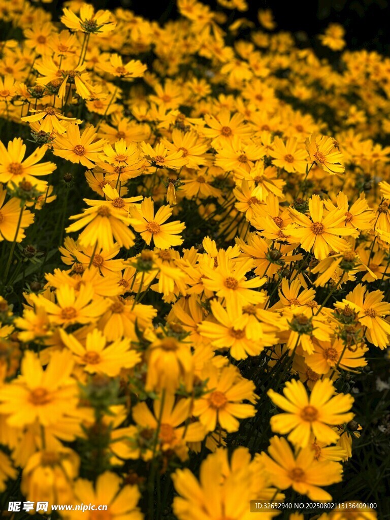 雏菊花海