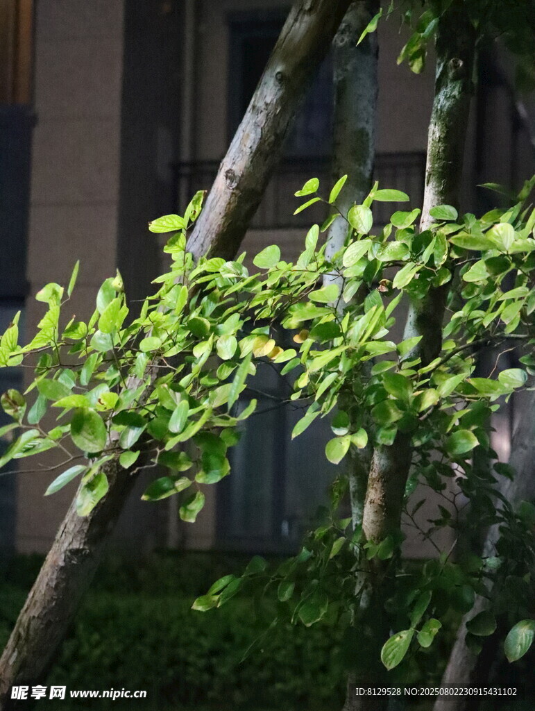 嫩绿树枝展现盎然生机