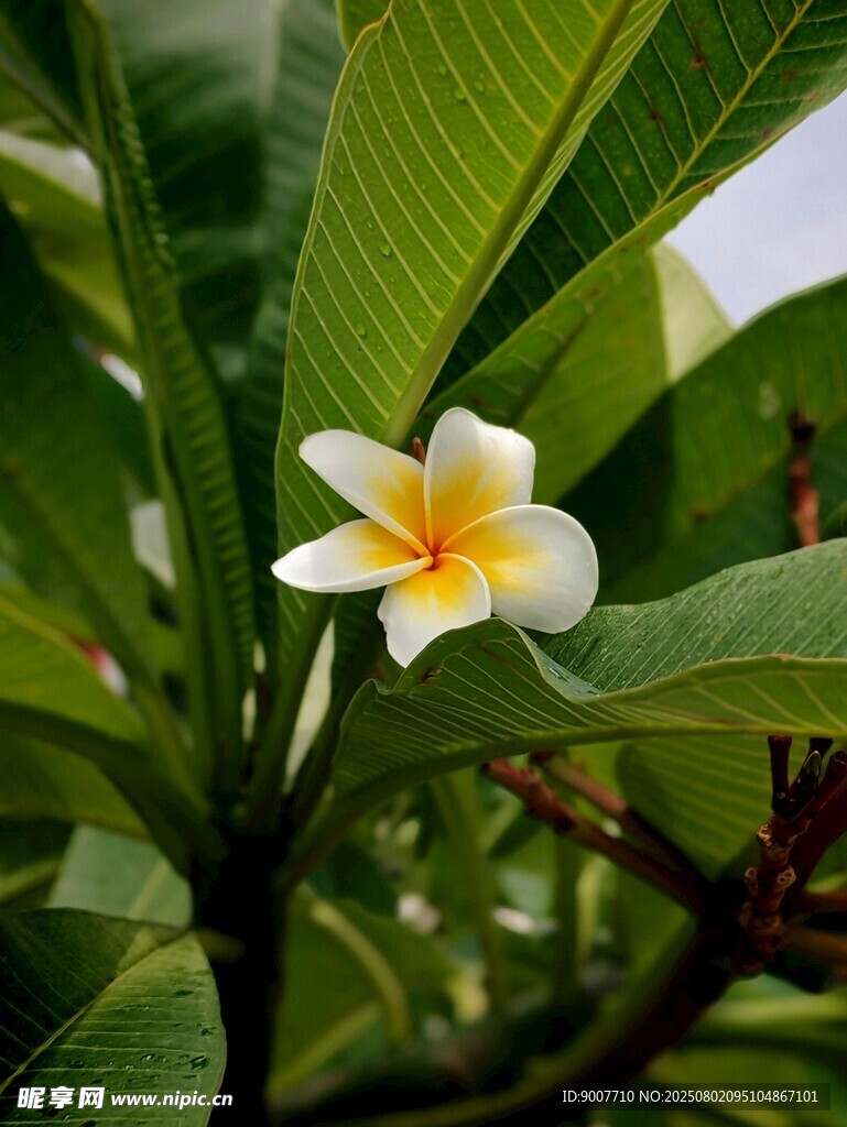 绽放的鸡蛋花