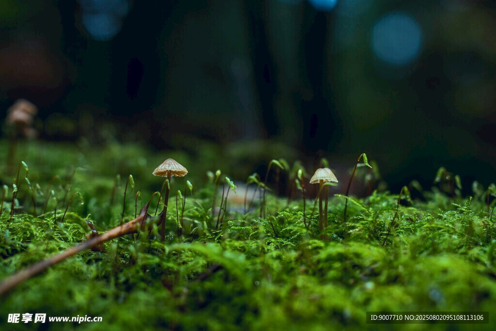 森林中嫩绿苔藓上的小蘑菇