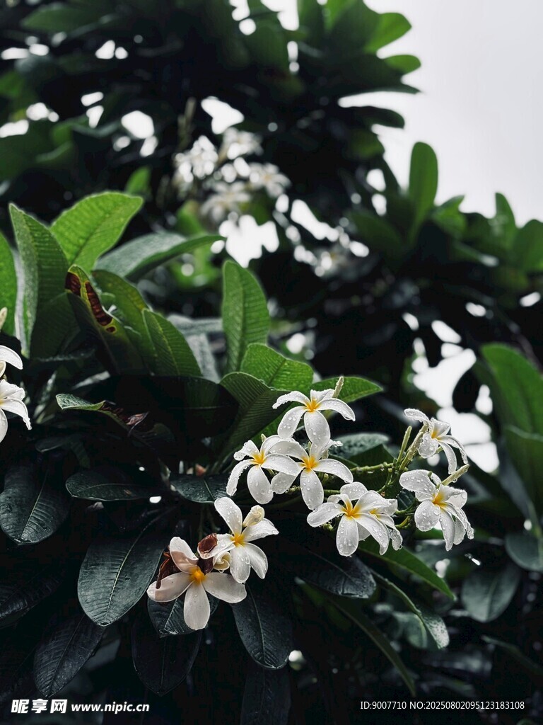 枝头绽放的白色清新花朵