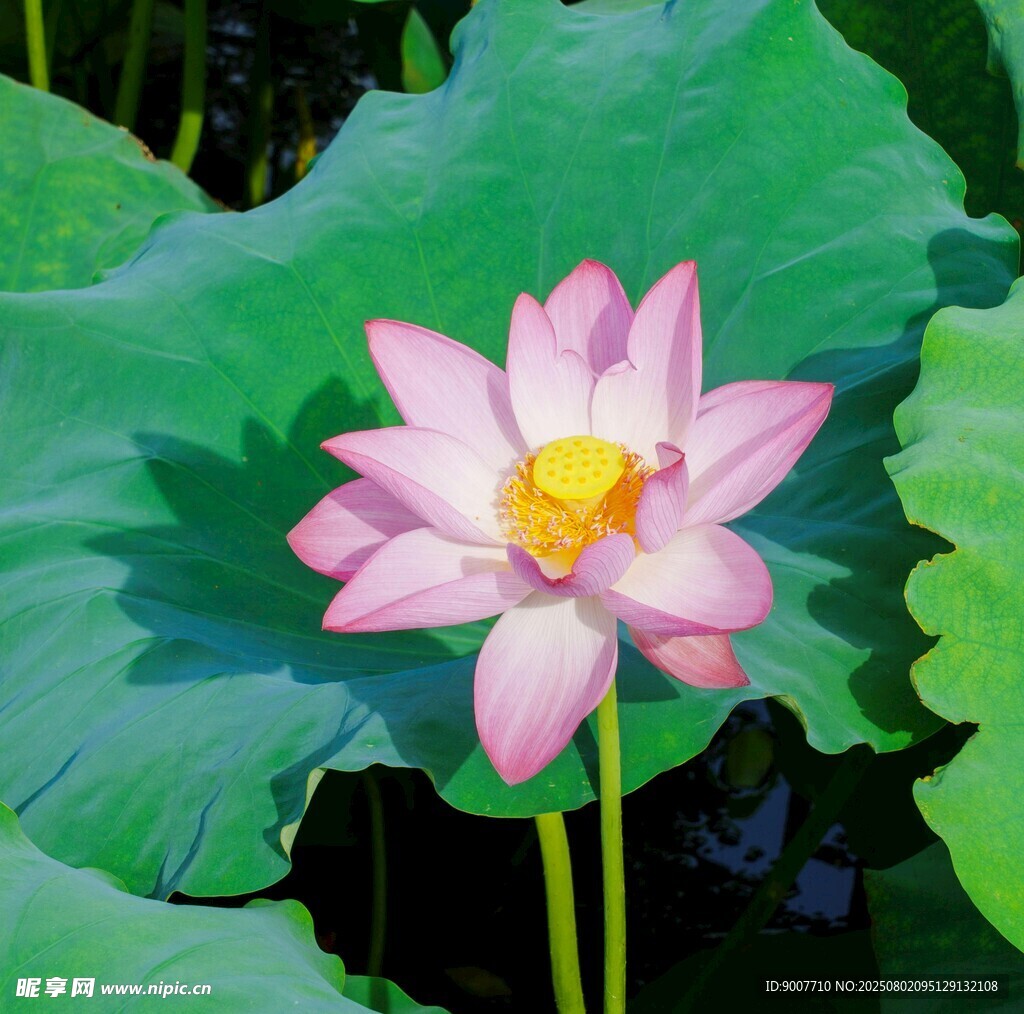娇艳荷花绽放于绿叶间