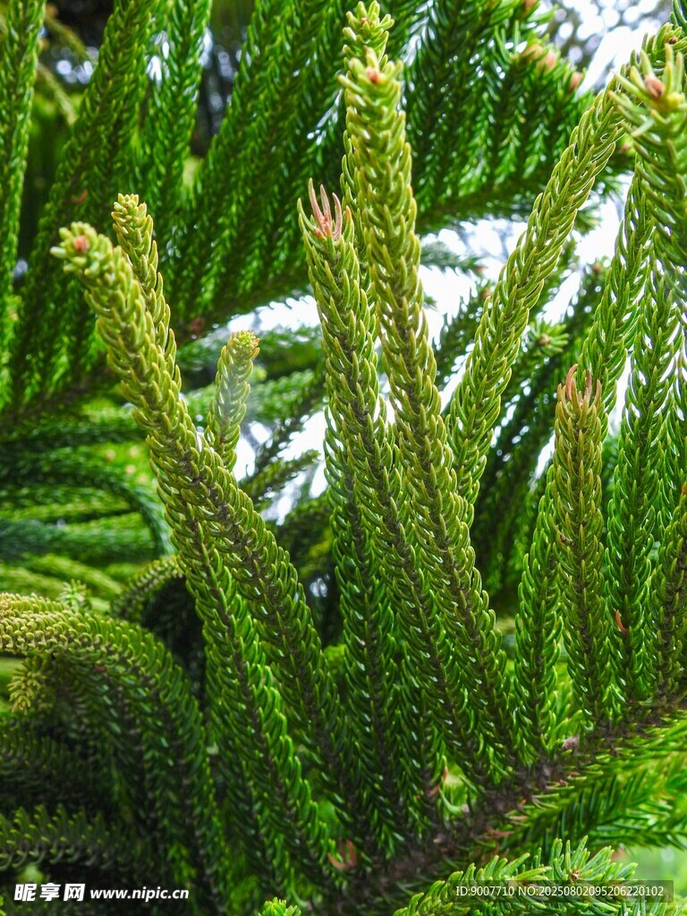 翠绿蕨类植物特写