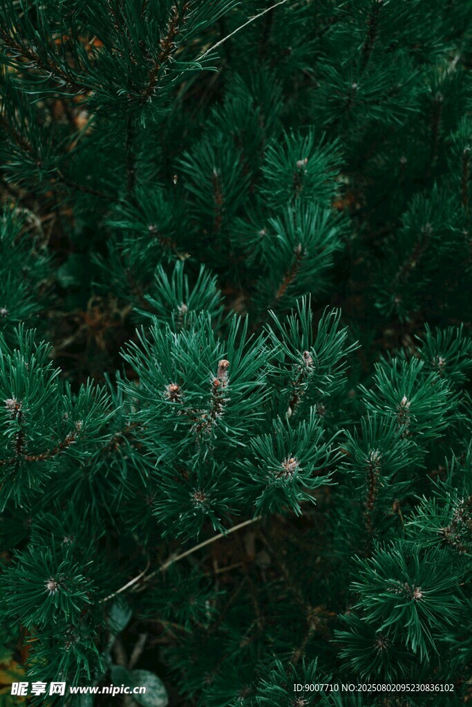 翠绿繁茂的针叶植物