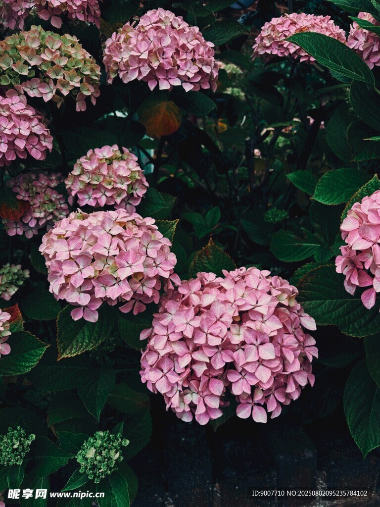 粉色绣球花绽放
