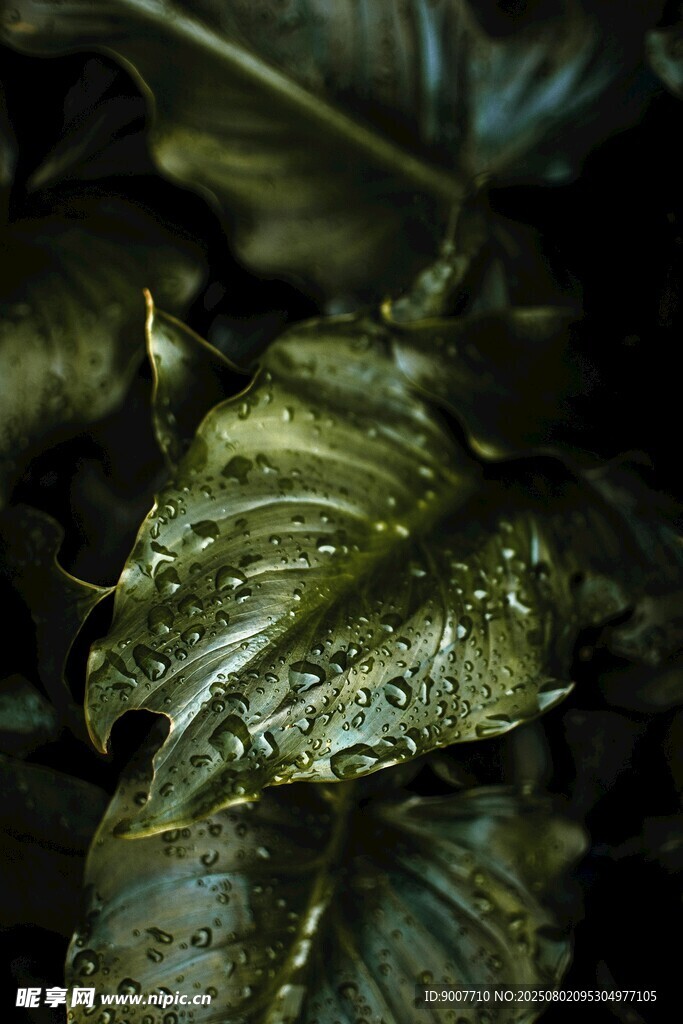 伪装在叶间的蛙