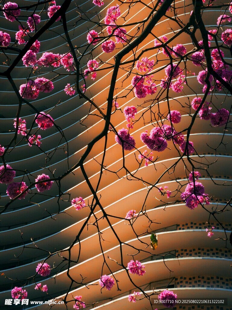 繁花垂落于古朴石阶