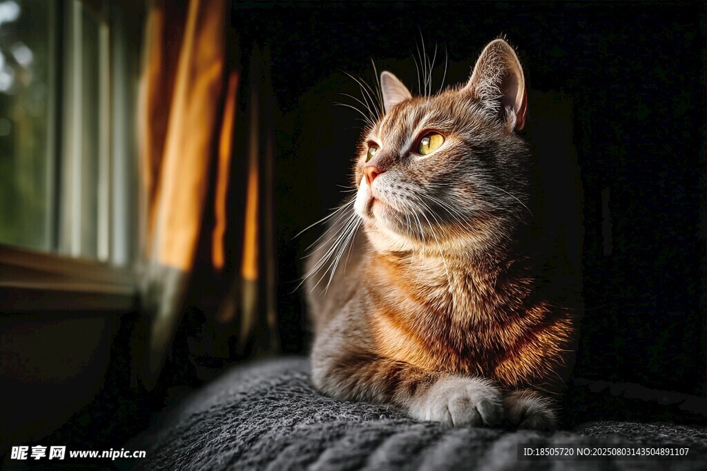 窗边的长毛猫