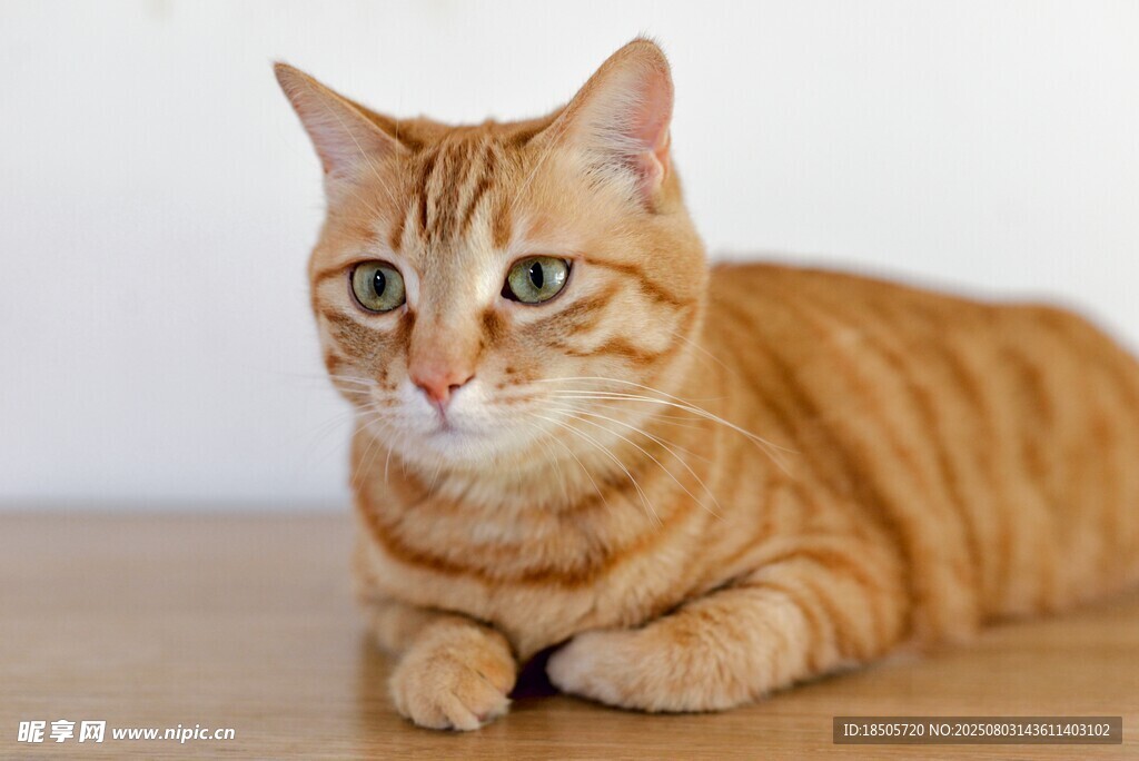 橘猫趴桌凝视镜头