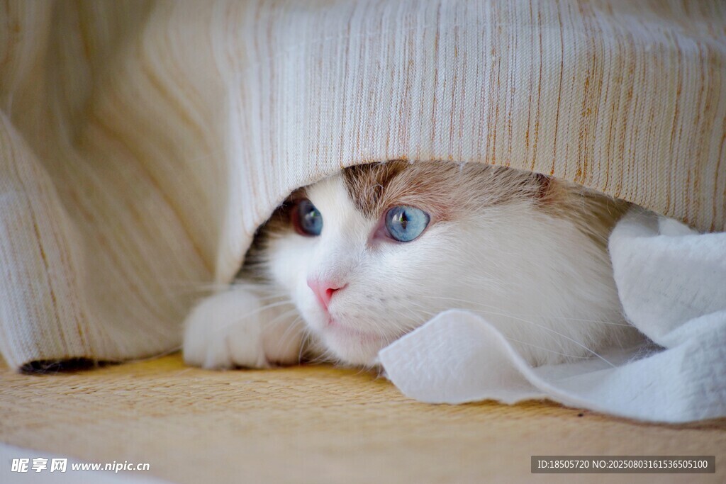 躲在布后的可爱猫咪