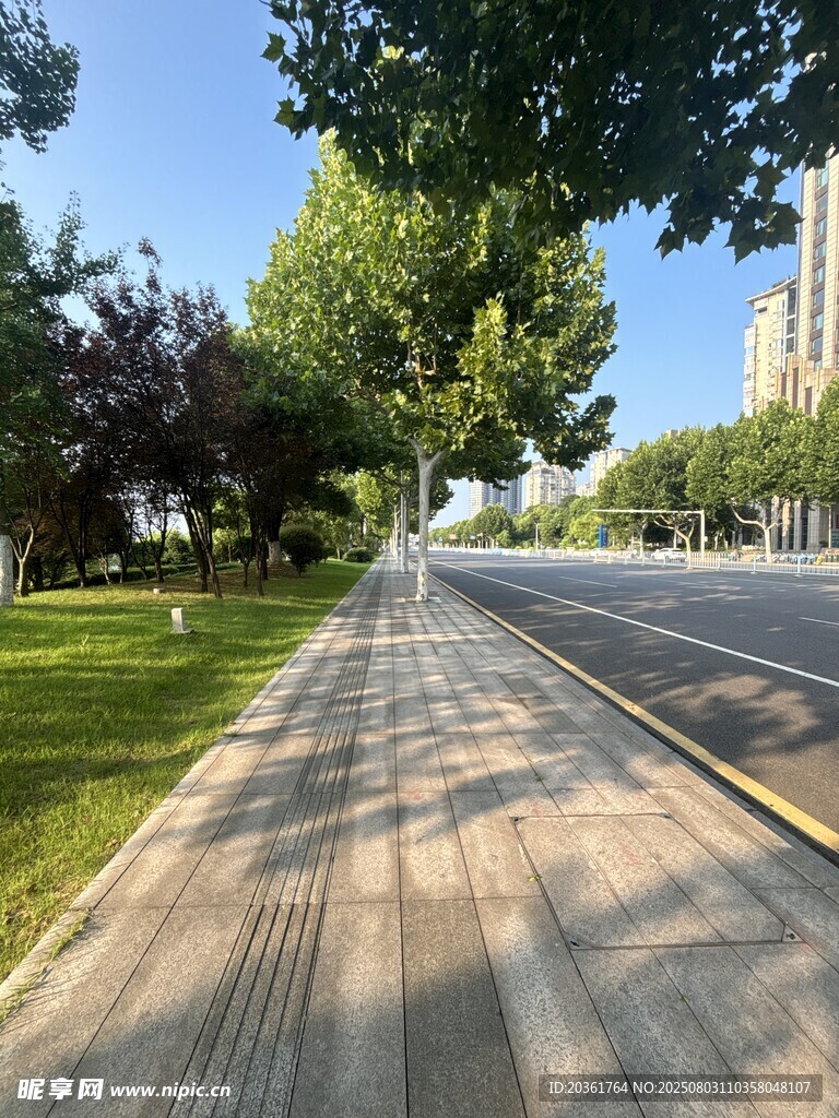 林荫下的静谧道路