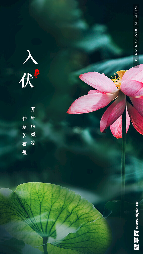 入伏海报