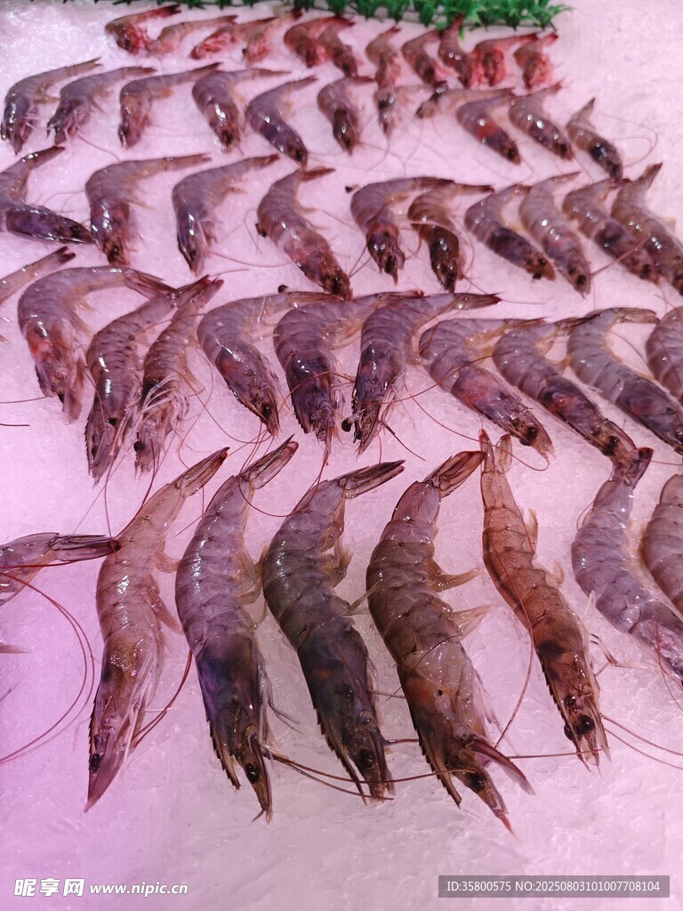 整齐排列的新鲜大虾