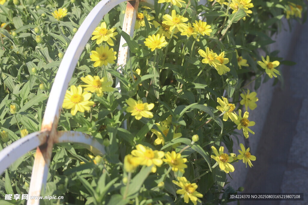 百日菊