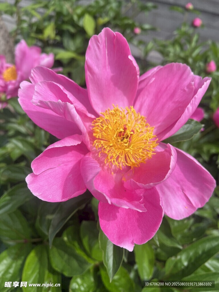 娇艳粉色芍药花绽放