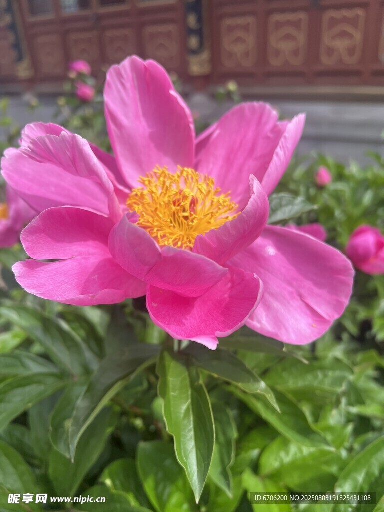 娇艳盛开的粉色芍药花