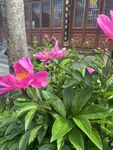 娇艳芍药绽放于庭院