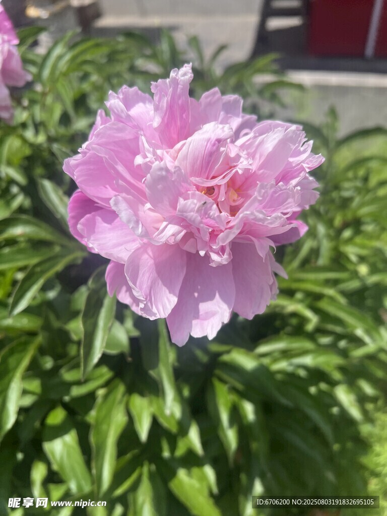 娇艳粉色芍药花绽放