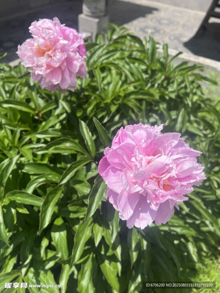 娇艳盛开的两朵粉色芍药