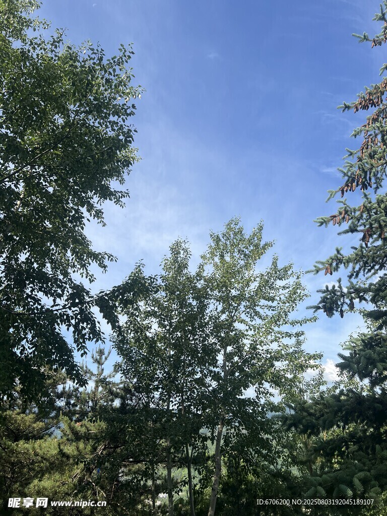 蓝天绿树夏日清新景象