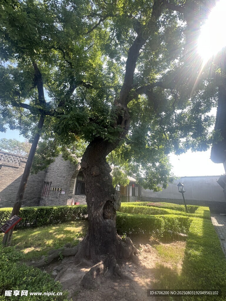 古老大树屹立于庭院中 百年槐树