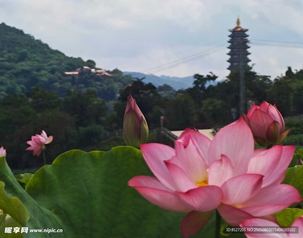 荷花绽放与远处古塔美景