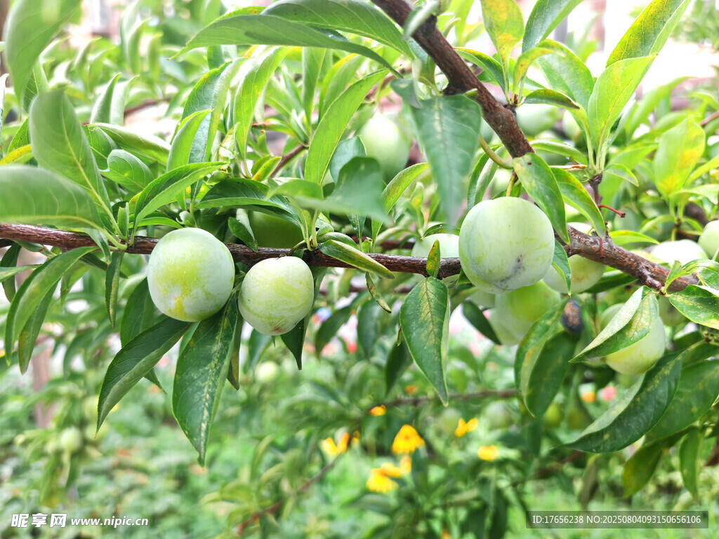 青嫩果实挂于繁茂枝头
