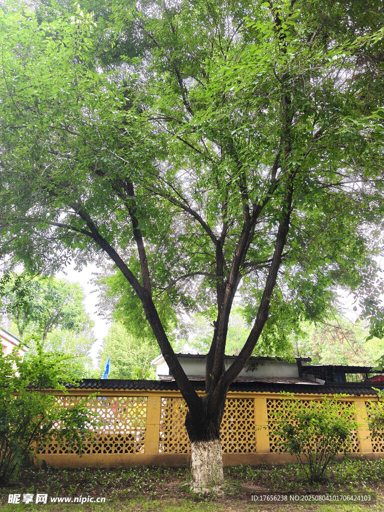 绿荫下的小屋与繁茂大树