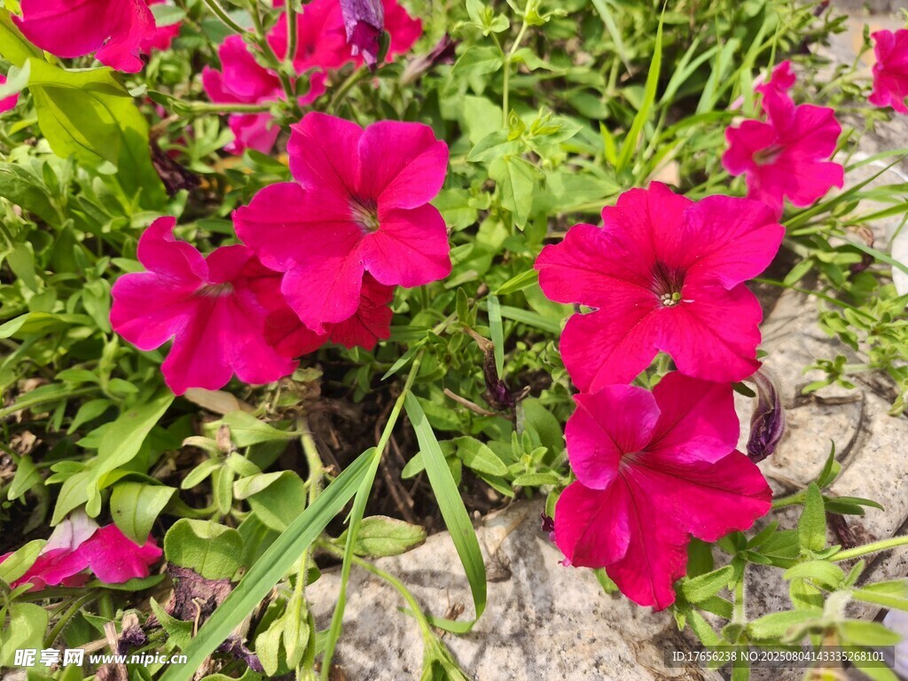 娇艳红花绽放于绿叶间