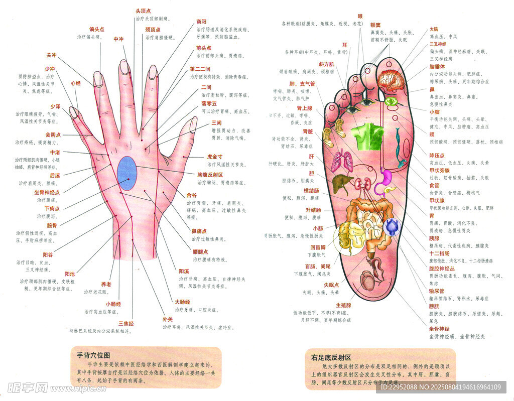 手掌足底穴位解剖图