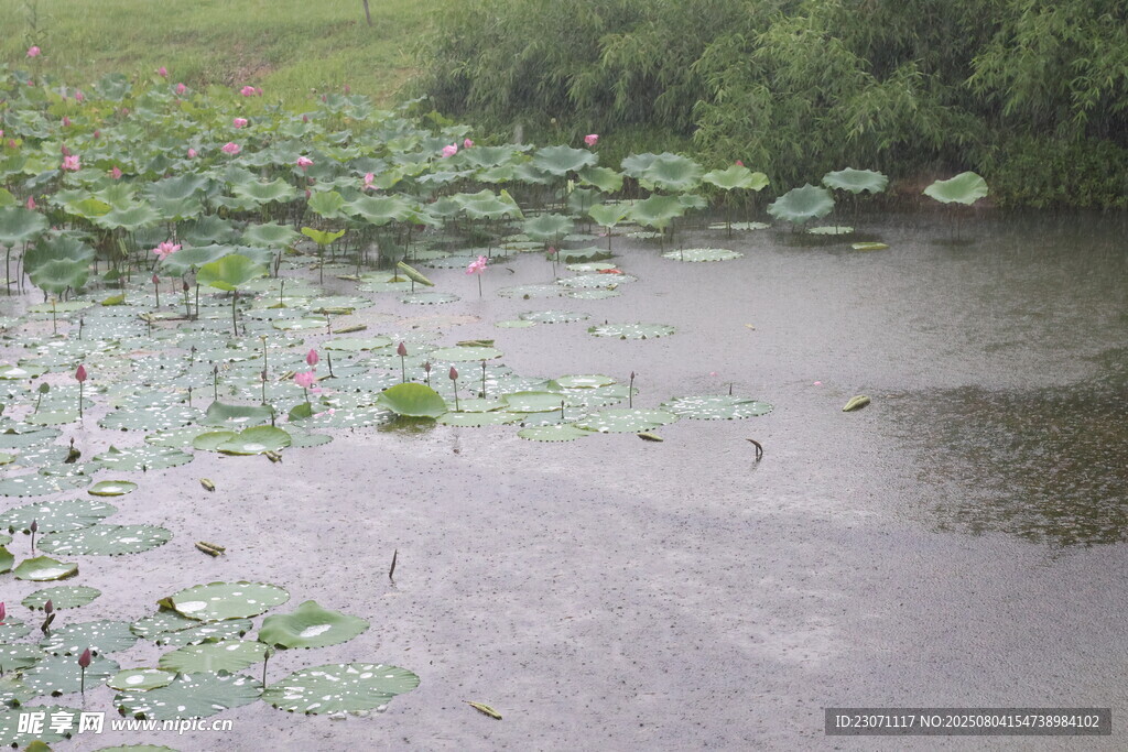 雨中荷花