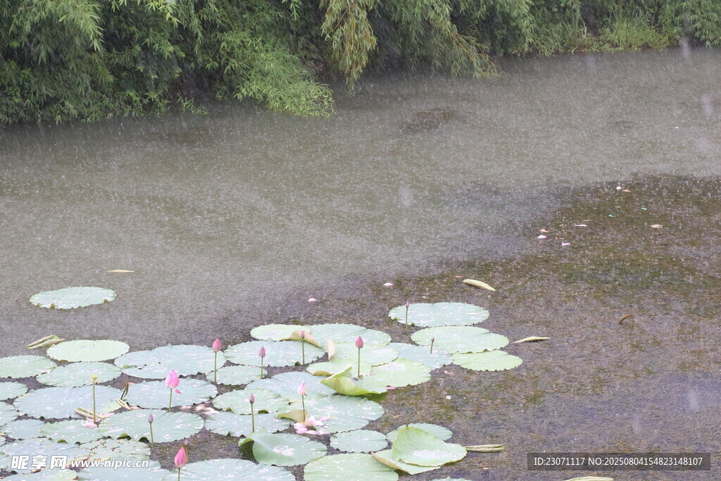 雨中荷花