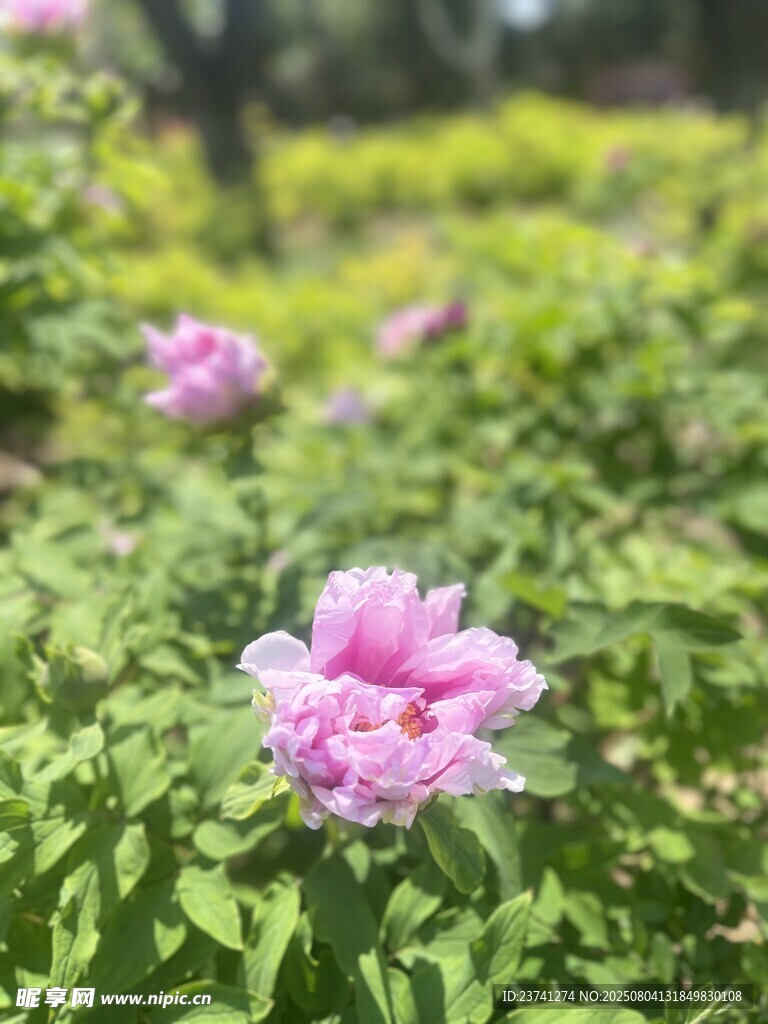 娇艳盛开的粉色牡丹花