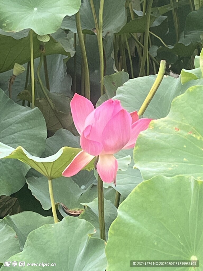 娇艳荷花绽放于绿叶间