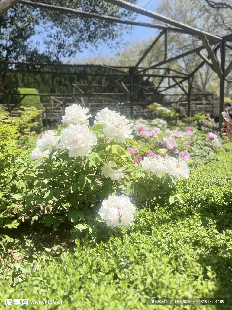 花园中的繁茂花卉景观