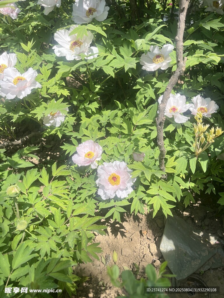 盛开的白色花朵与绿叶