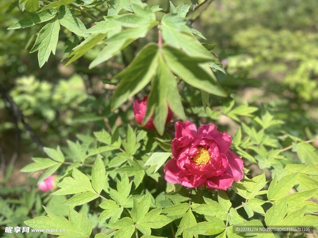 娇艳绽放的红牡丹