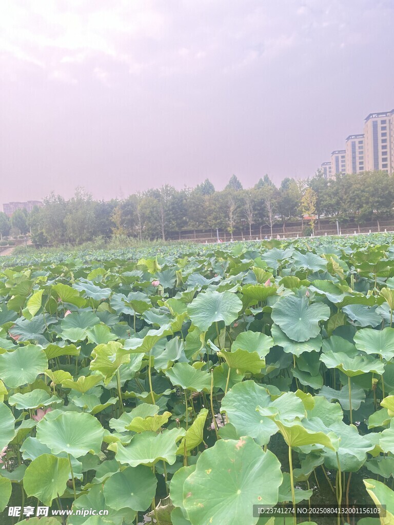 夏日荷塘绿意盎然