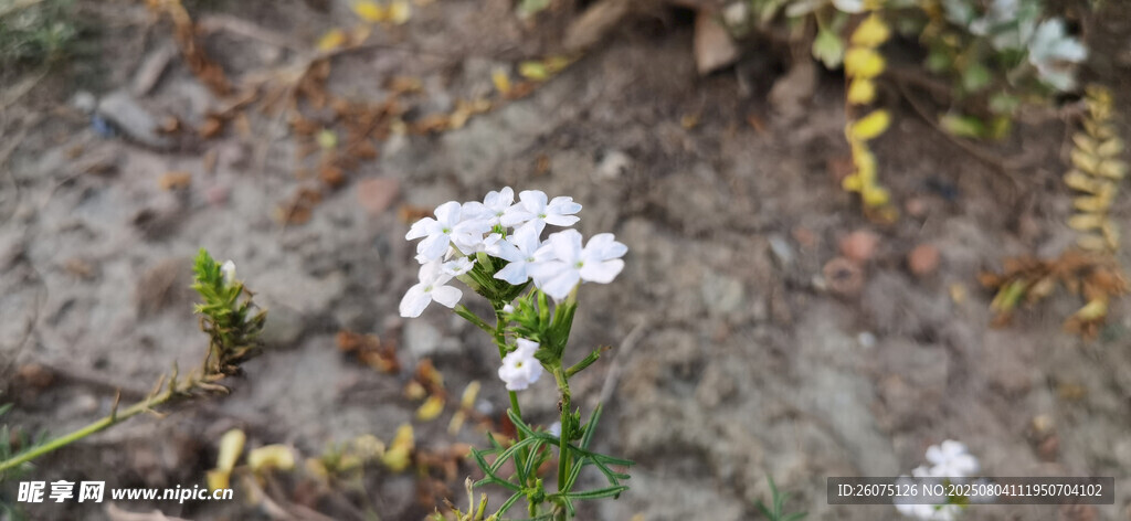 石缝中的白色小花