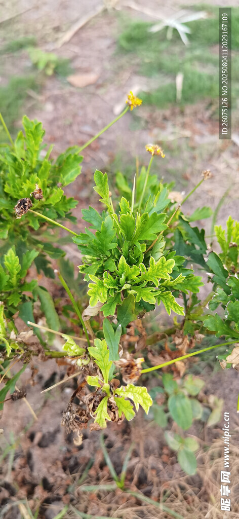 绿叶繁茂的菊花植株景观