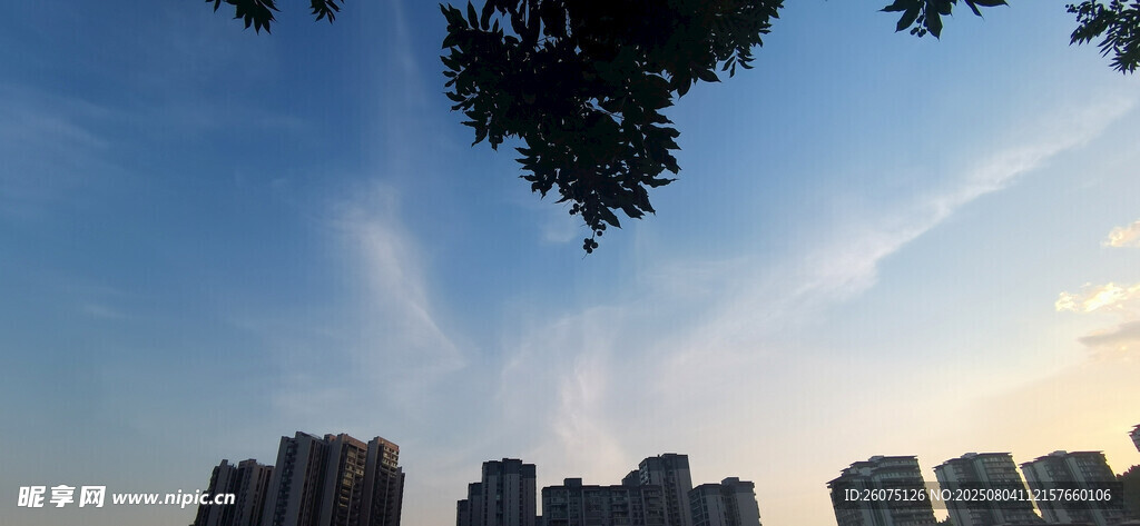 城市天际线与树梢剪影