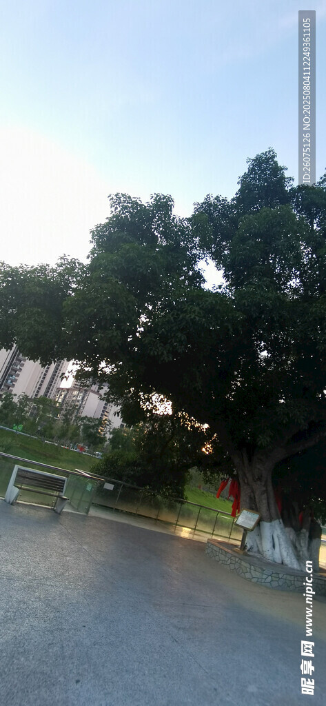 黄昏下的道路与葱郁树木